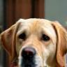 Claire R. et Lilo, Labrador